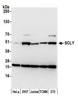 Rabbit anti-SCLY Antibody