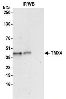 TMX4 Antibody