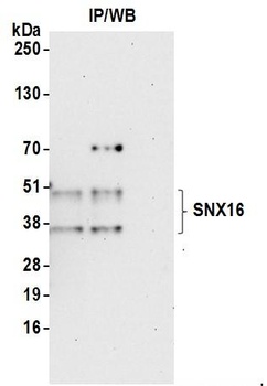 SNX16 Antibody