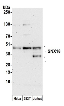 SNX16 Antibody