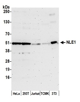NLE1 Antibody