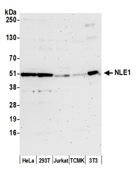 Rabbit anti-NLE1 Antibody