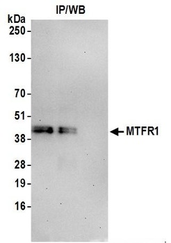 MTFR1 Antibody