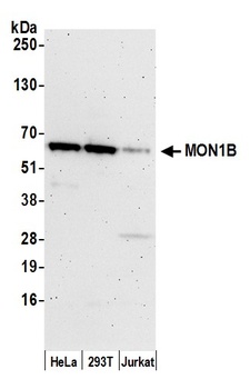 MON1B Antibody