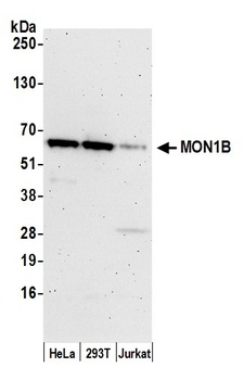 Rabbit anti-MON1B Antibody