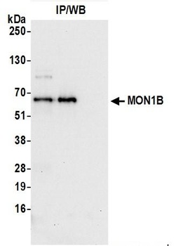 Rabbit anti-MON1B Antibody
