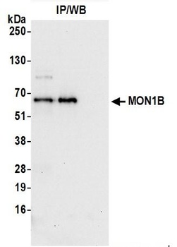 MON1B Antibody