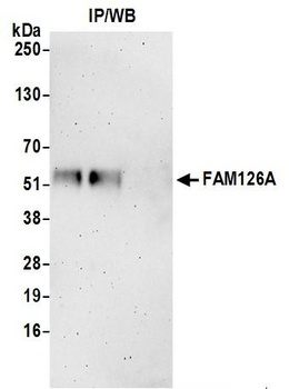 Rabbit anti-FAM126A Antibody