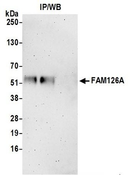 FAM126A Antibody