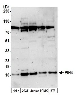 PIN4 Antibody
