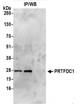 PRTFDC1 Antibody