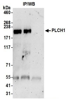 Rabbit anti-PLCH1 Antibody