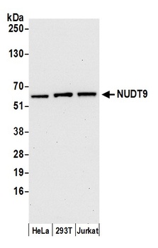 NUDT9 Antibody