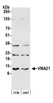 VMA21 Antibody