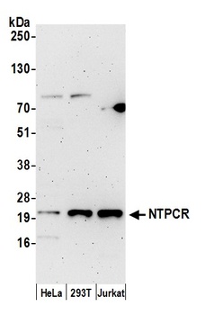 NTPCR Antibody