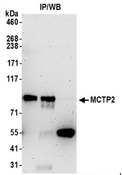 MCTP2 Antibody