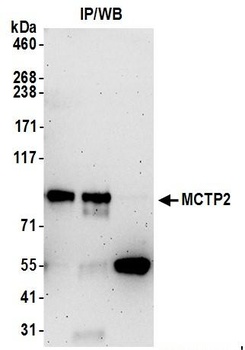 Rabbit anti-MCTP2 Antibody