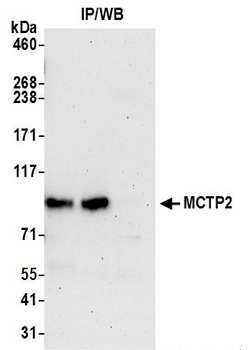 Rabbit anti-MCTP2 Antibody