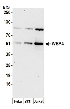 WBP4 Antibody