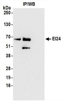 EI24 Antibody