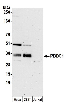 Rabbit anti-PBDC1 Antibody