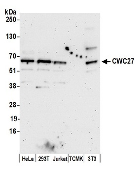 CWC27 Antibody