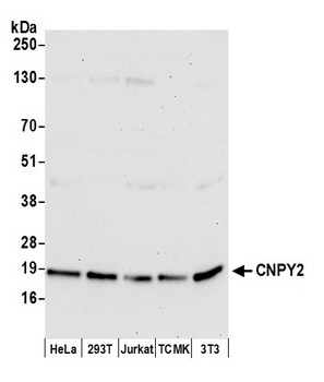 Rabbit anti-CNPY2 Antibody