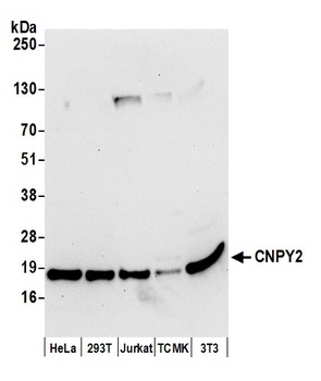 Rabbit anti-CNPY2 Antibody