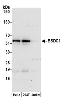 Rabbit anti-BSDC1 Antibody