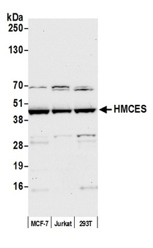 HMCES Antibody