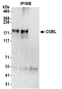 COBL Antibody