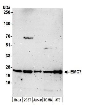 EMC7 Antibody