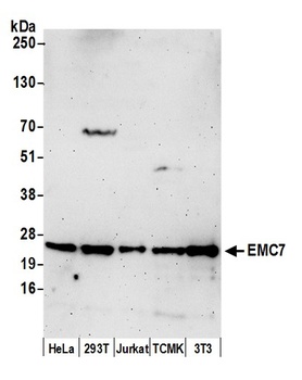 Rabbit anti-EMC7 Antibody
