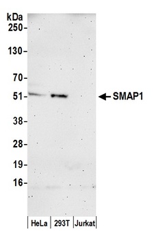 SMAP1 Antibody