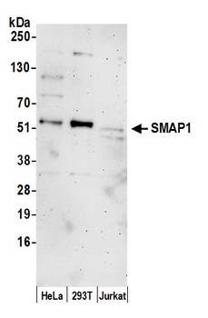 SMAP1 Antibody