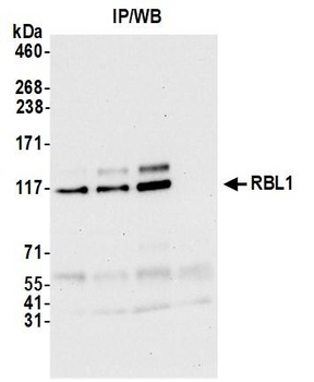 RBL1 Antibody