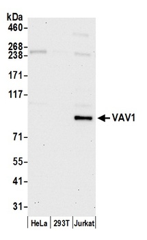 VAV1 Antibody