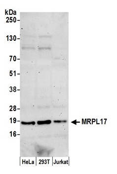 MRPL17 Antibody