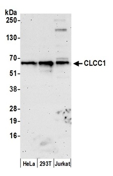 Rabbit anti-CLCC1 Antibody