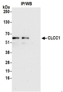 Rabbit anti-CLCC1 Antibody