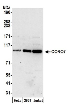 Rabbit anti-CORO7 Antibody