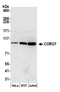 CORO7 Antibody