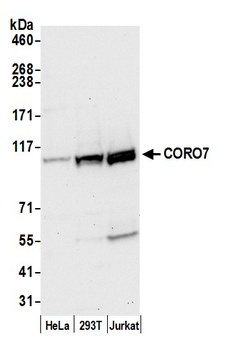 CORO7 Antibody