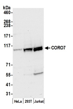 Rabbit anti-CORO7 Antibody