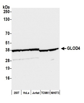 GLOD4 Antibody