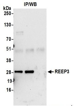 REEP3 Antibody