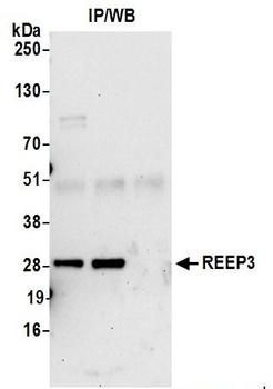 Rabbit anti-REEP3 Antibody
