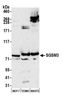 SGSM3 Antibody