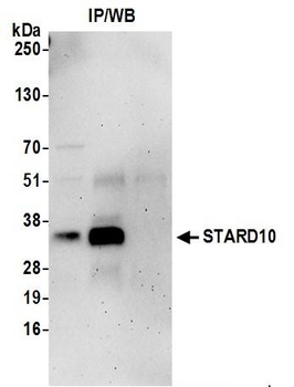 Rabbit anti-STARD10 Antibody