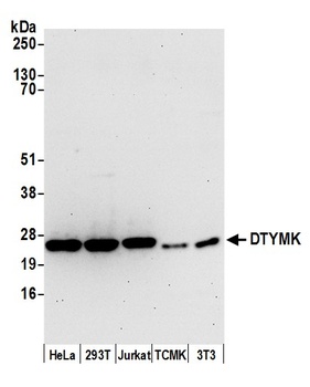 DTYMK Antibody